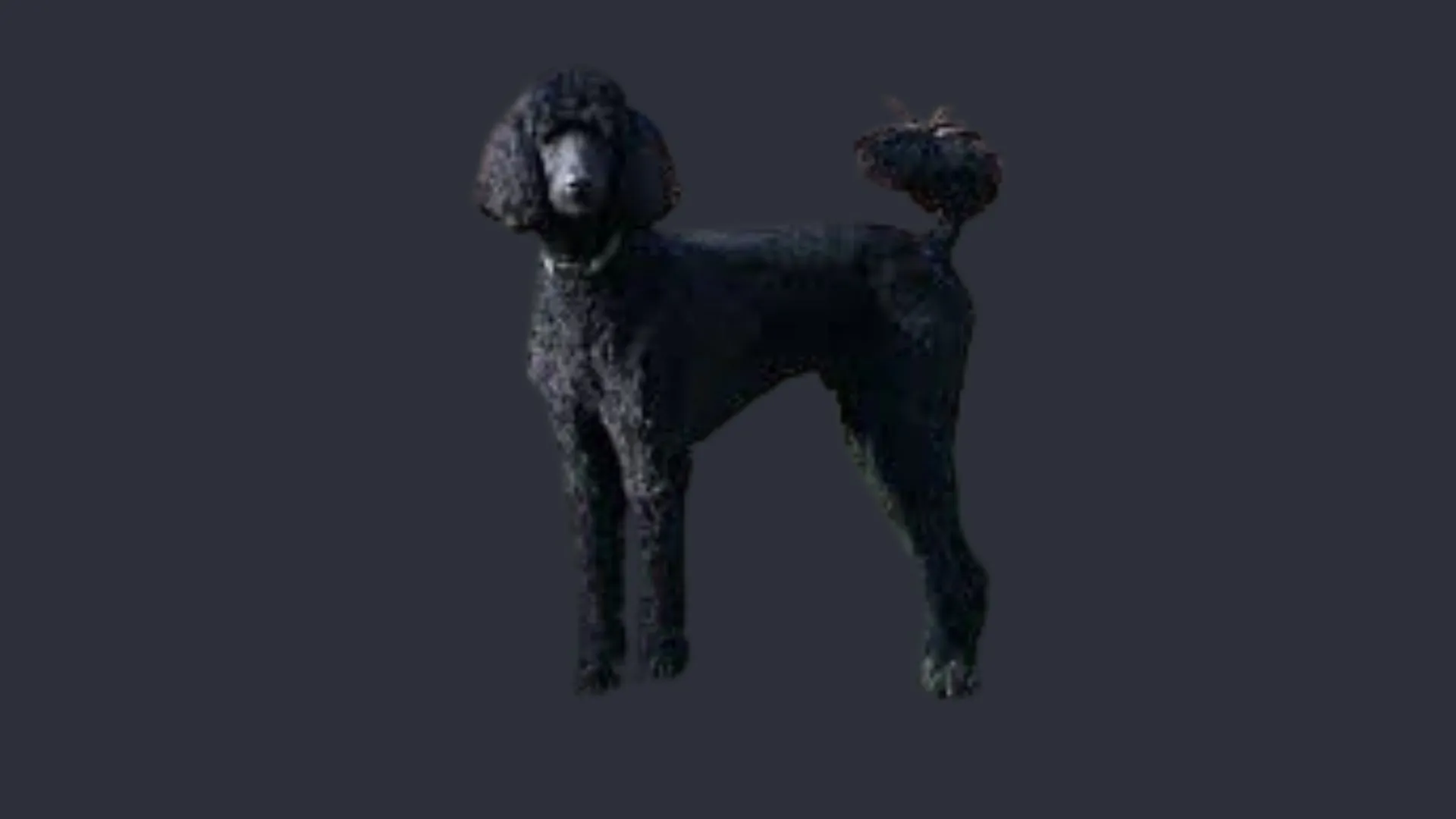 Poodle Price in Delhi