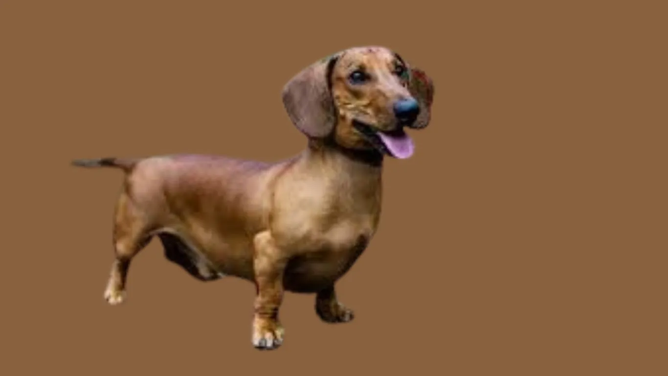 Dachshund Price in Kerala