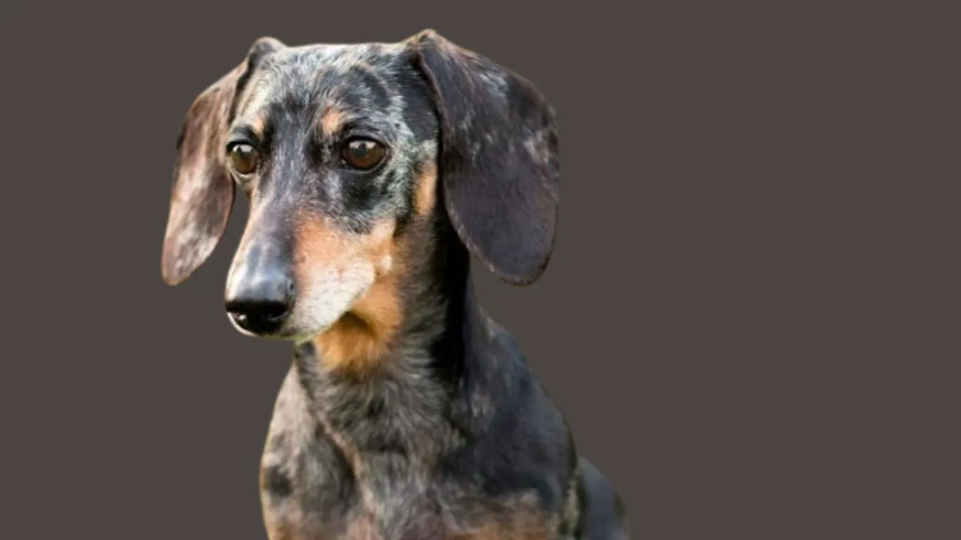 Dachshund Price in Bangalore