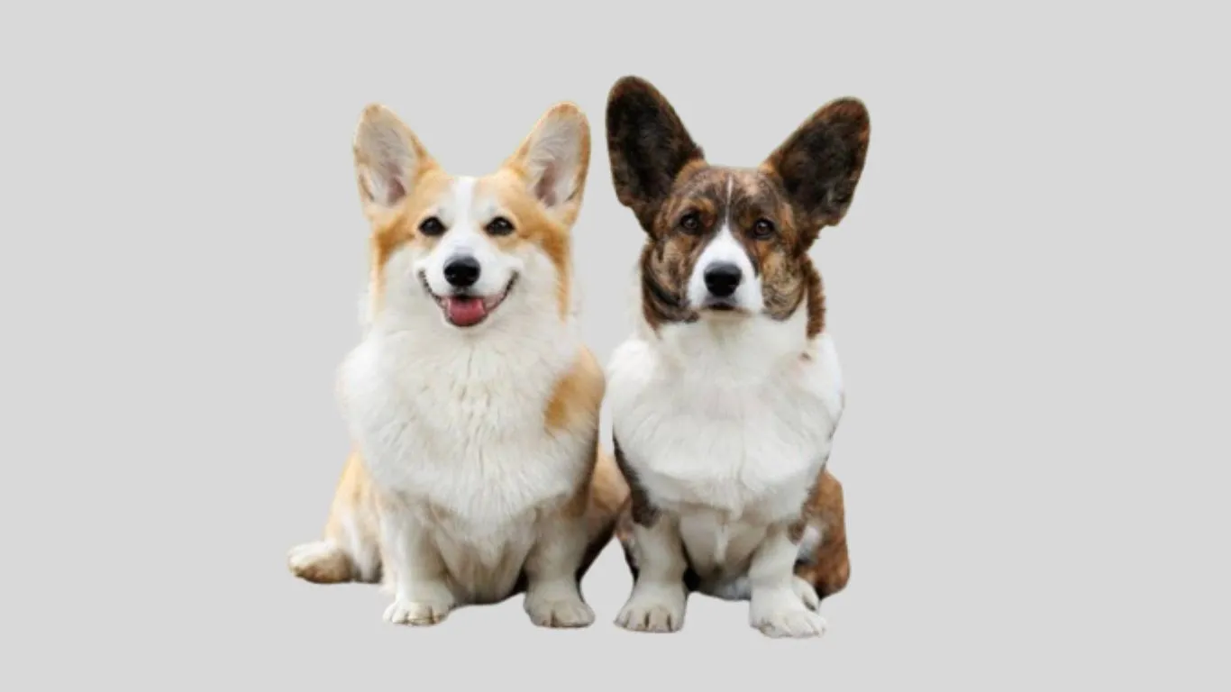 Pembroke welsh corgi price in india