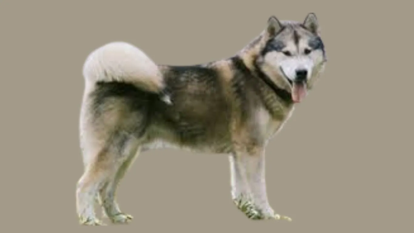 Alaskan Malamute Price in India