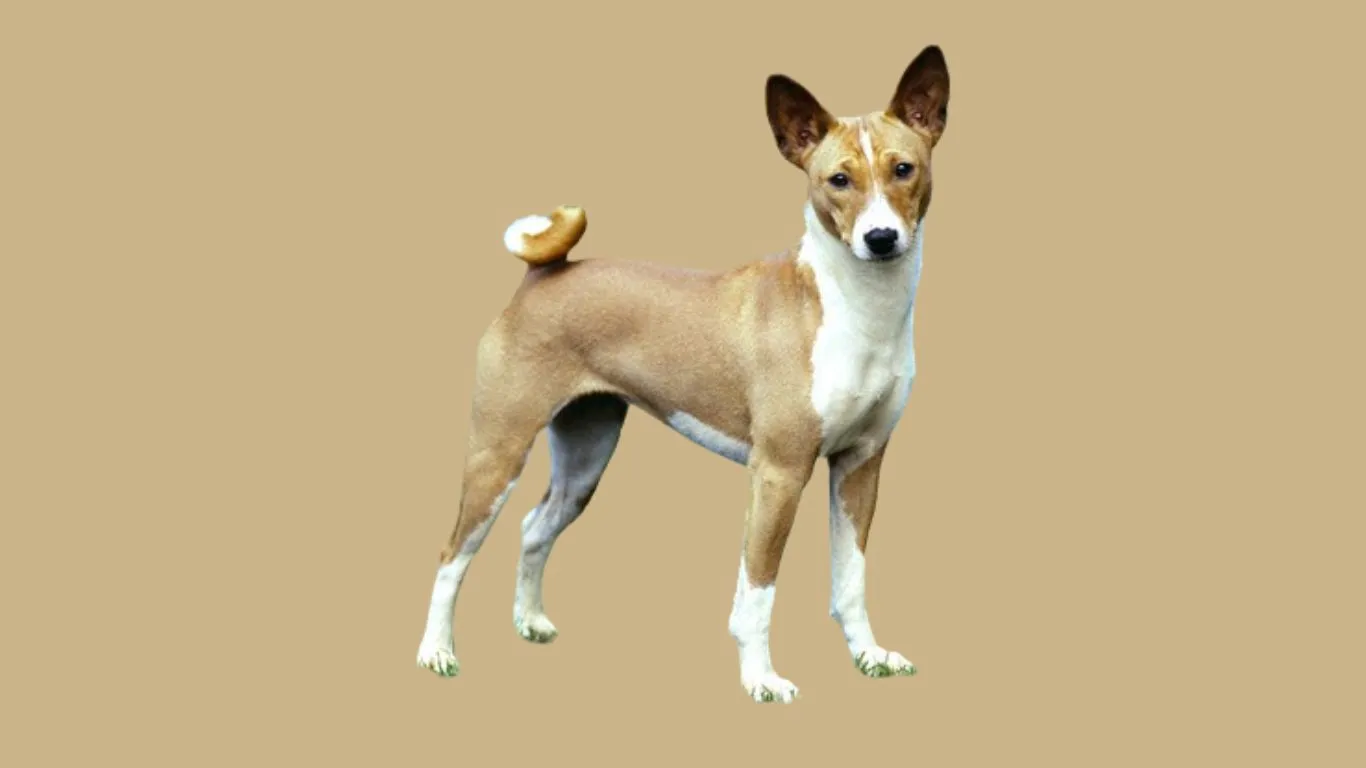 Basenji Price in India