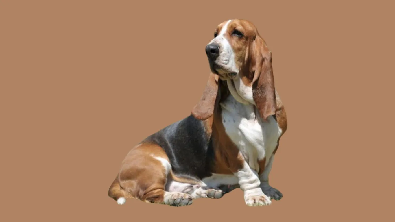 Basset Hound Price in India