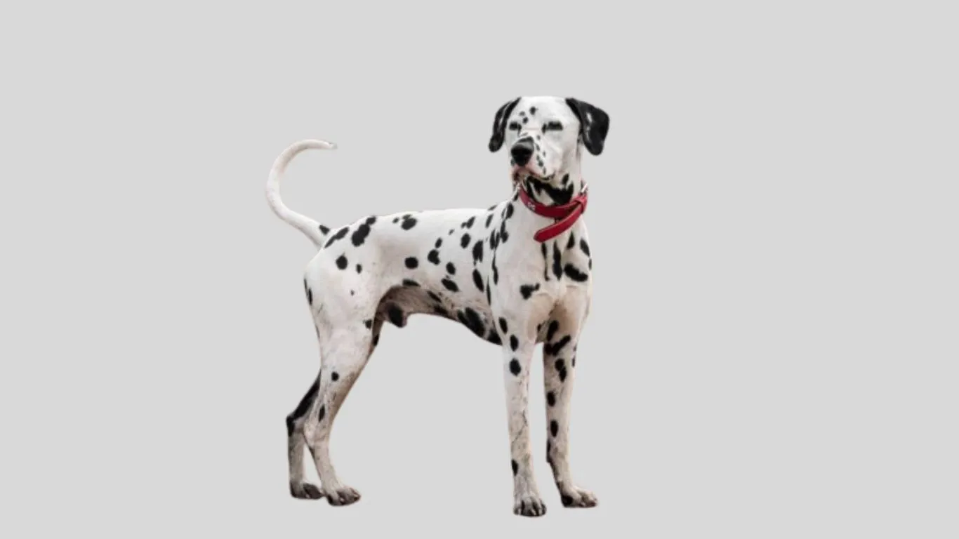 Dalmatian price in india