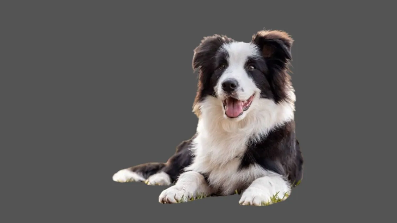 Border collie Price in Chennai