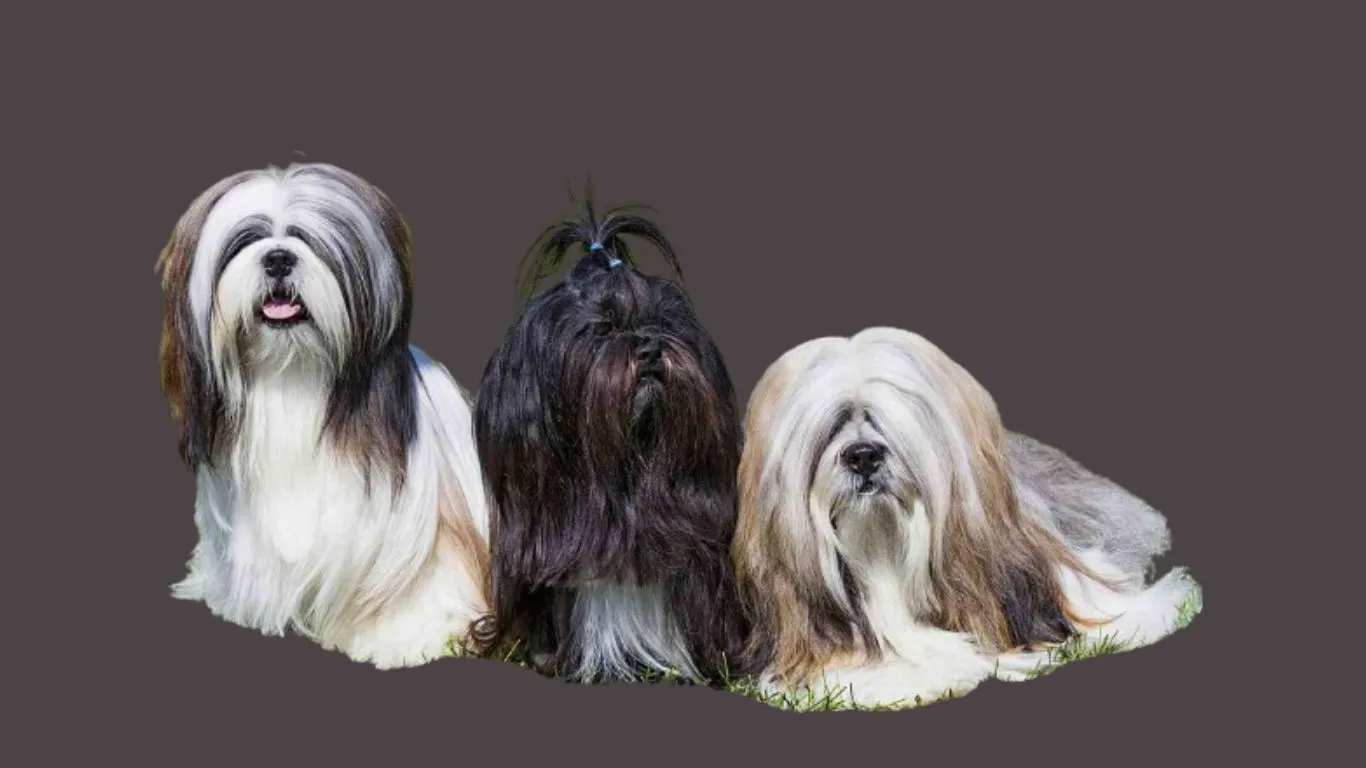 Lhasa Apso Price in Kerala