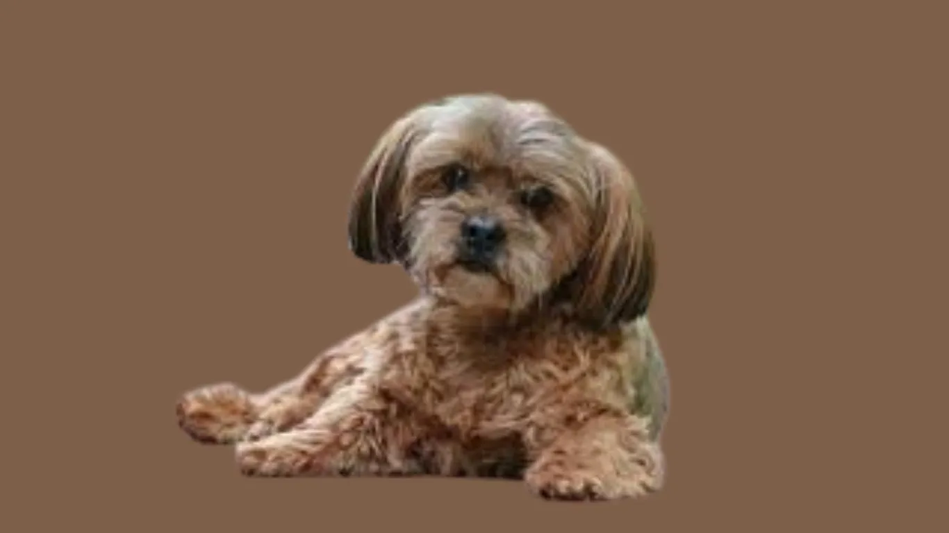 Lhasa Apso Price in Pune