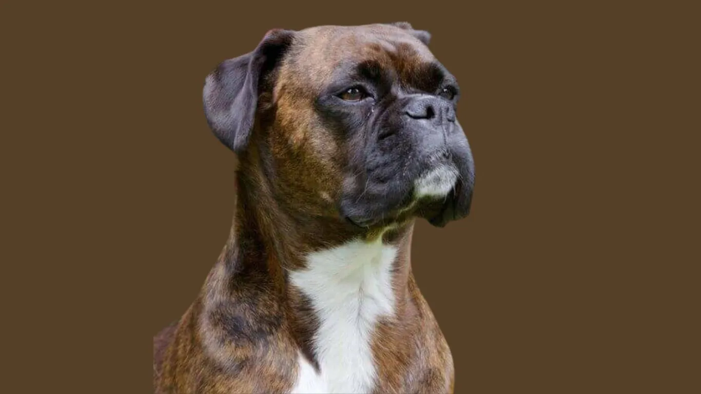 Boxer Dog Price in India