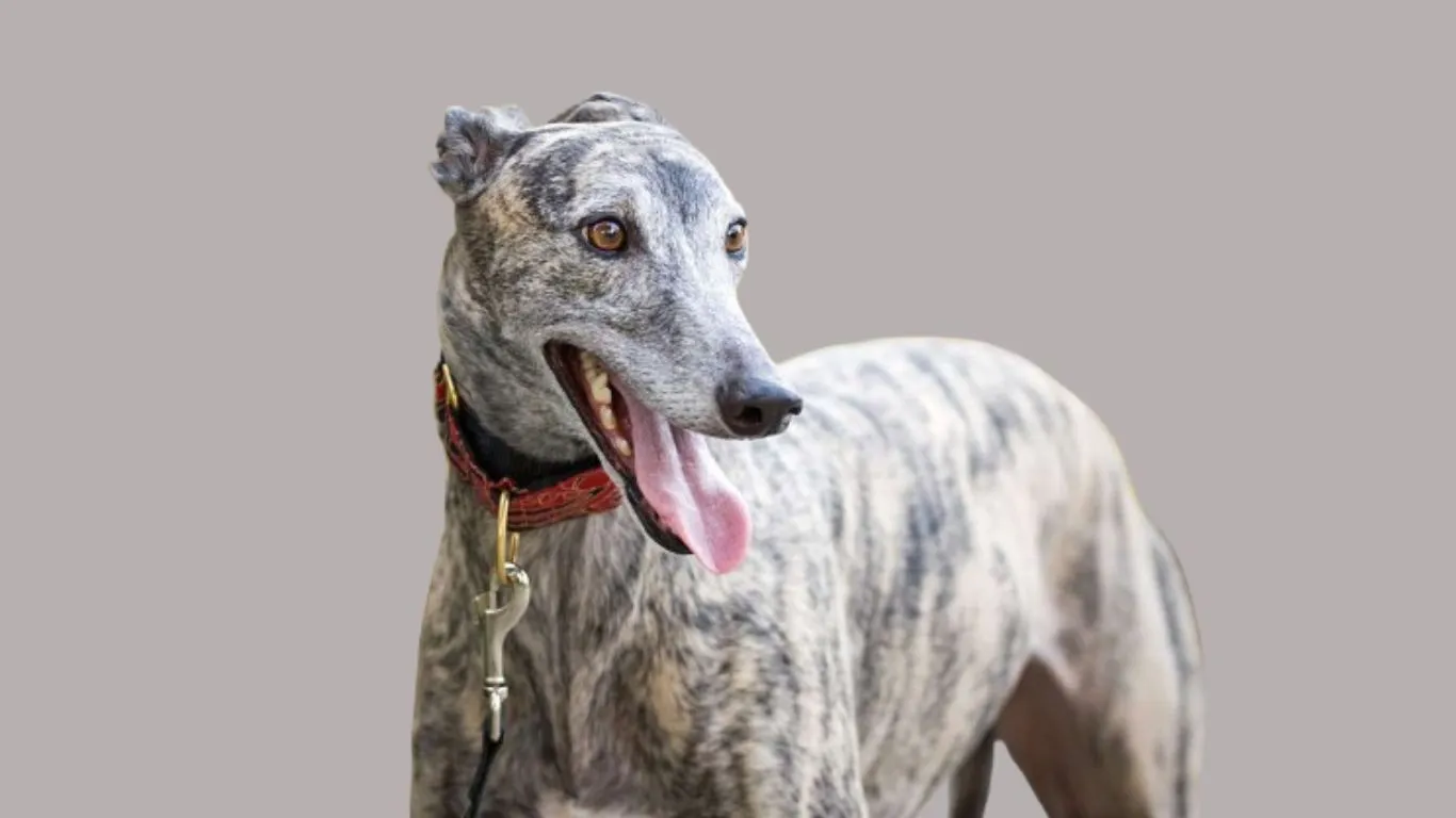 Greyhound price in India