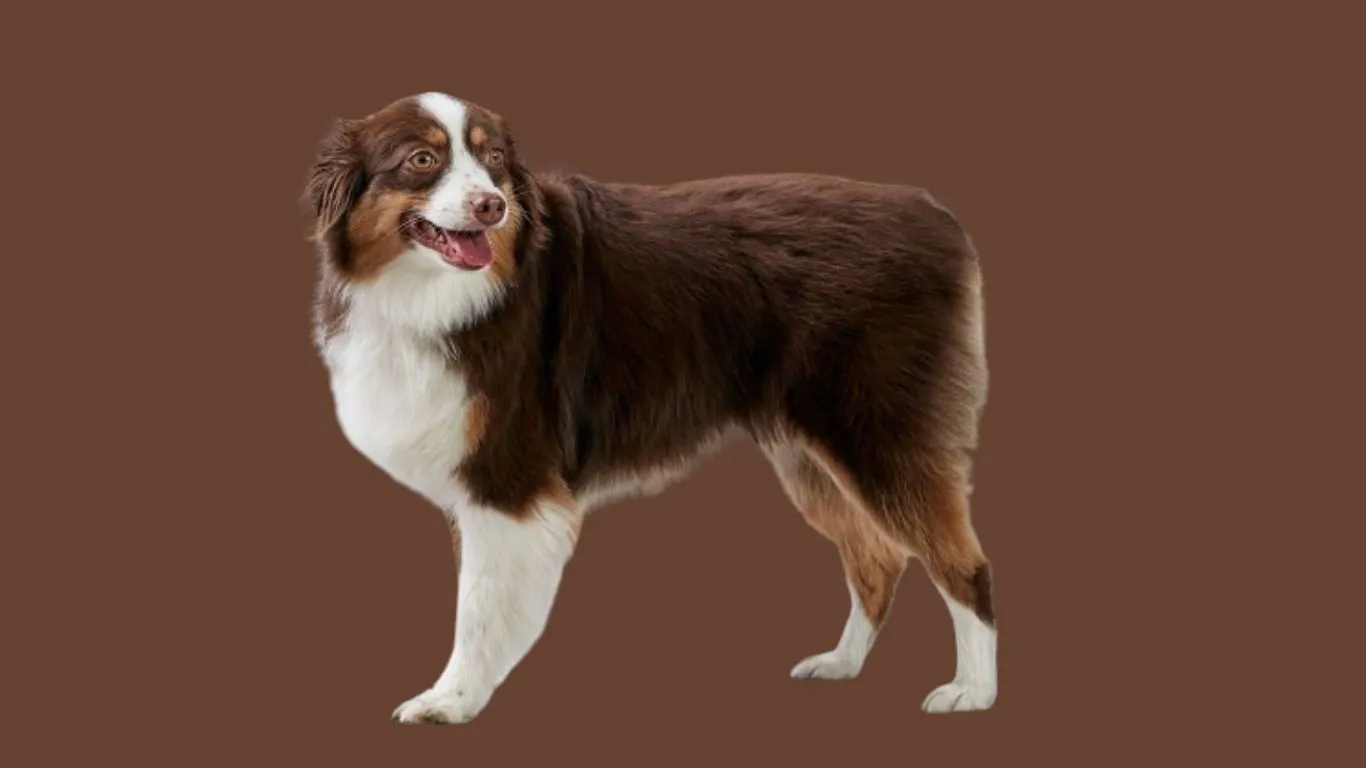 Australian shepherd price in india