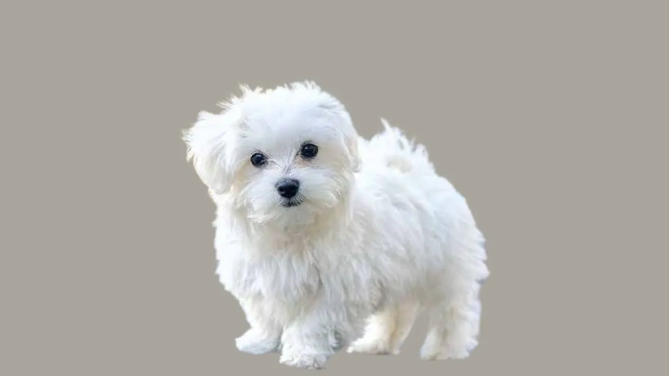 Maltese dog price in india