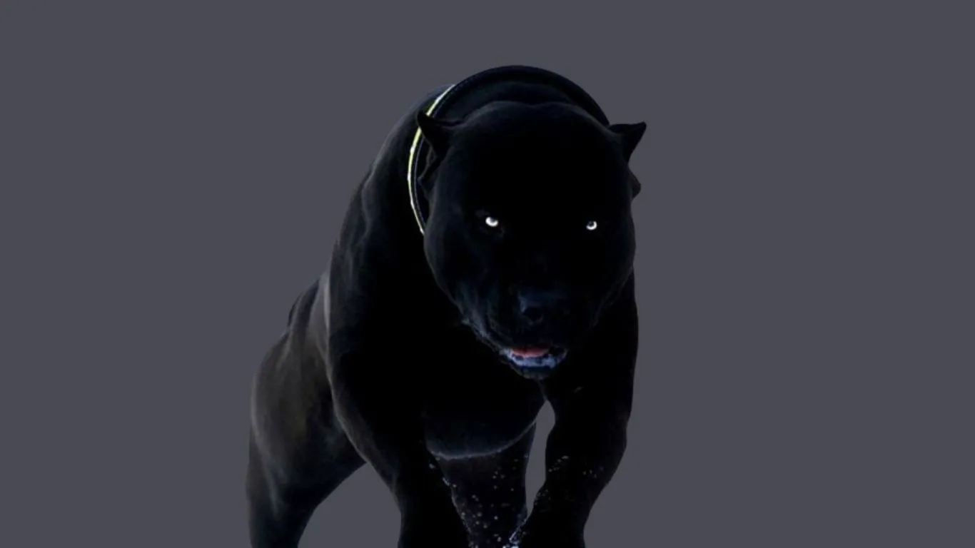 Black Pitbull dog price in India