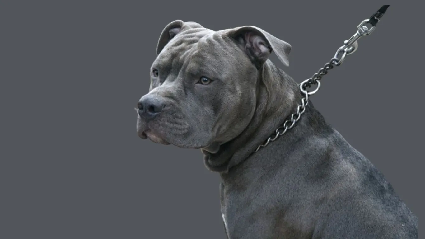 Blue Pitbull dog price in India