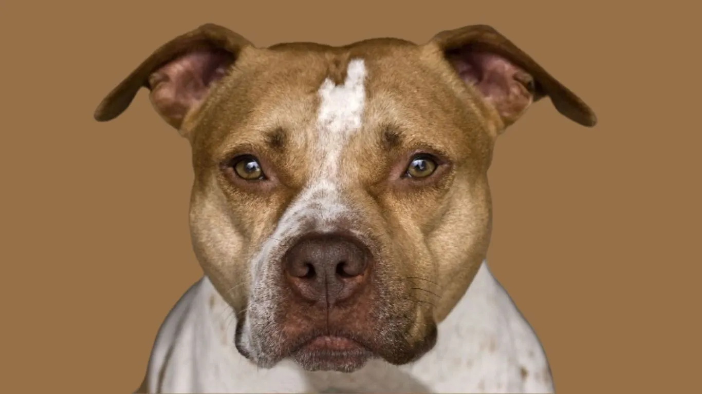 American Pit bull terrier Price in India