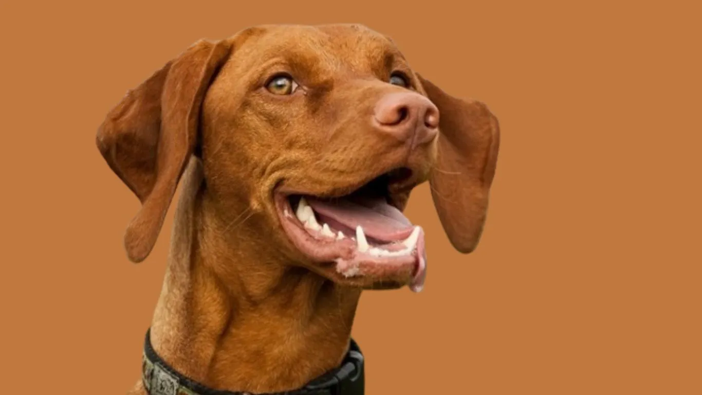 Vizsla dog price in India