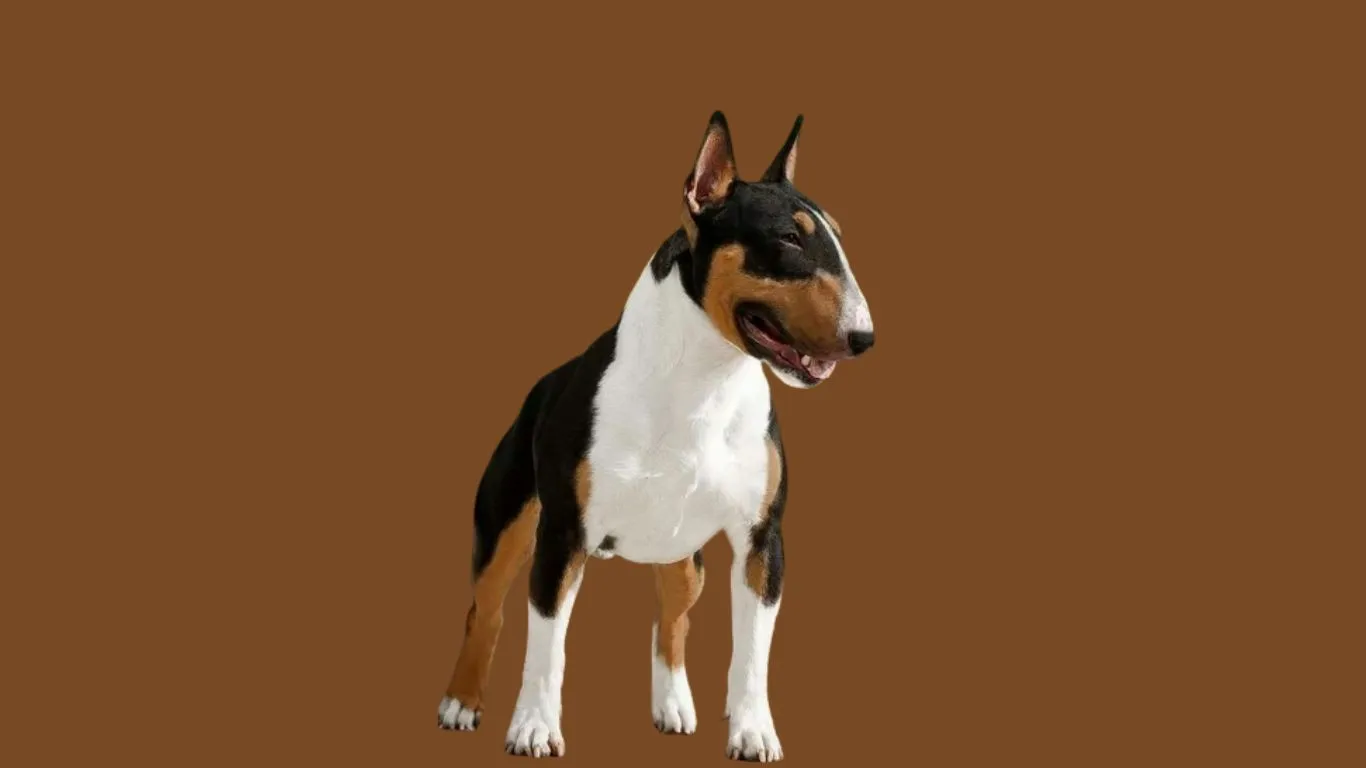 Bull terrier price in India