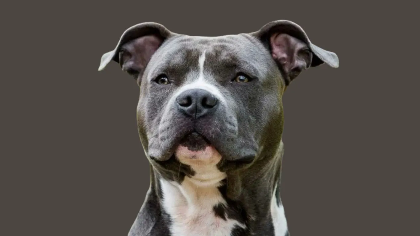 Pitbull terrier price in India