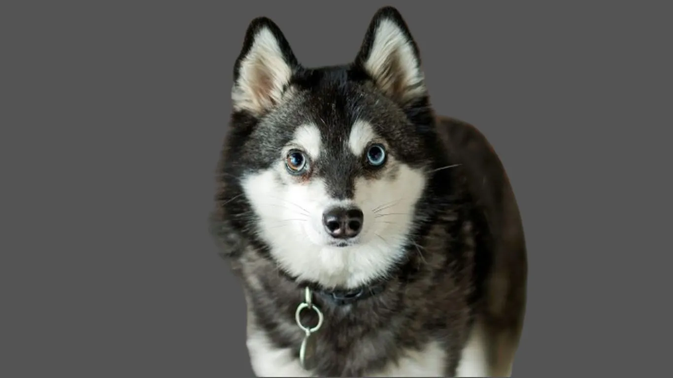 Alaskan Klee kai Price in India