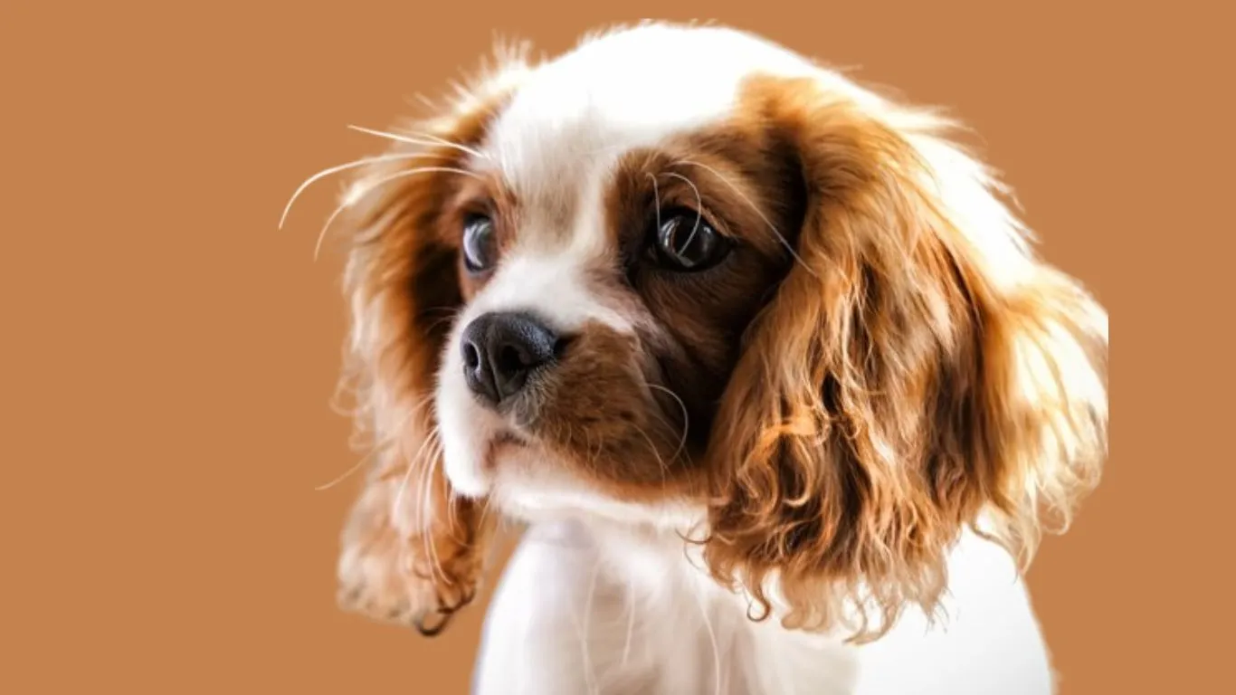 Cavalier King Charles Spaniel Price in India