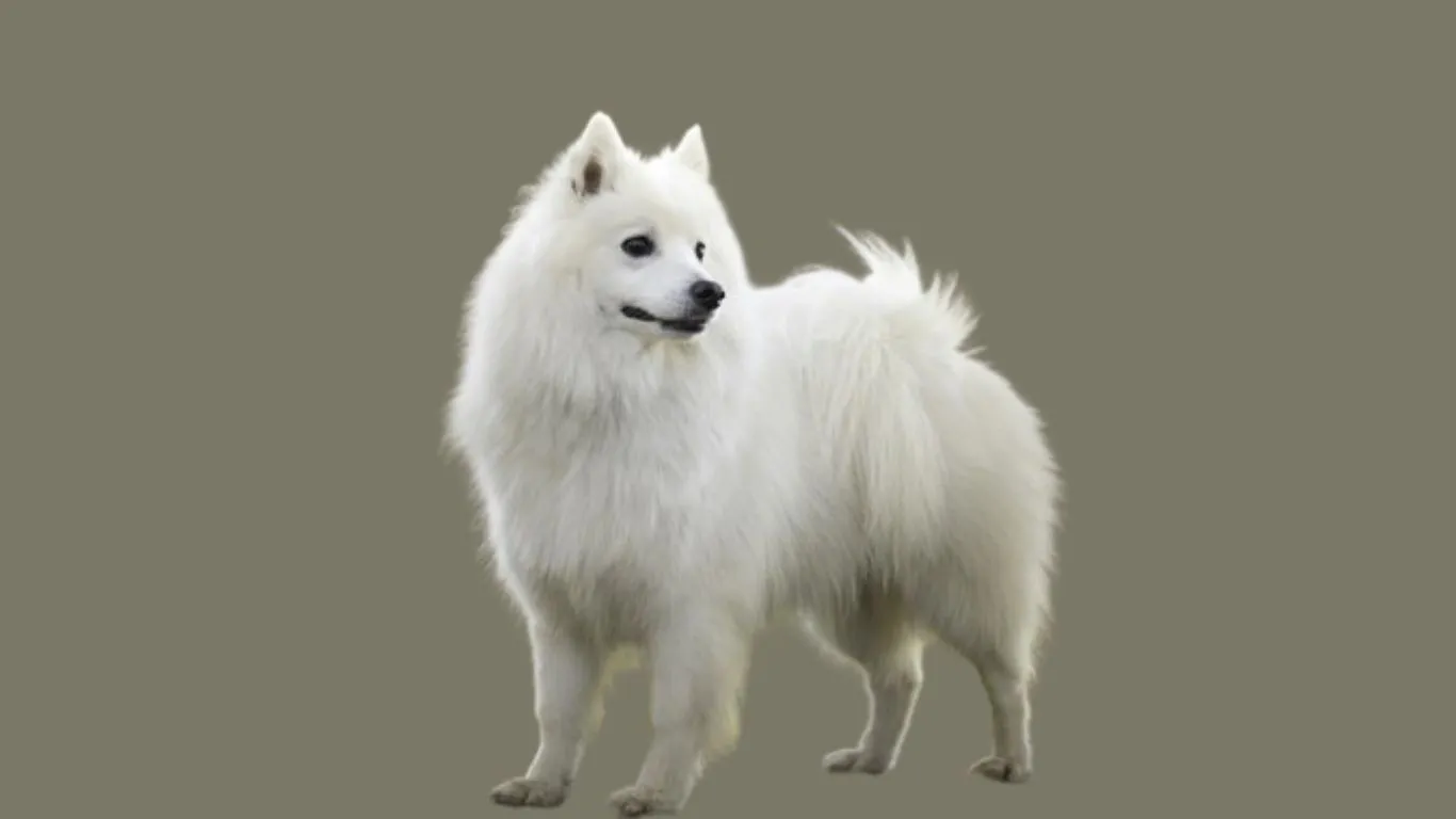 American Eskimo dog price in india