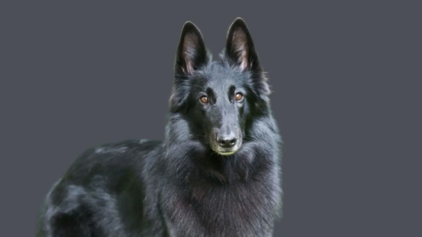 Belgian Shepherd price in India