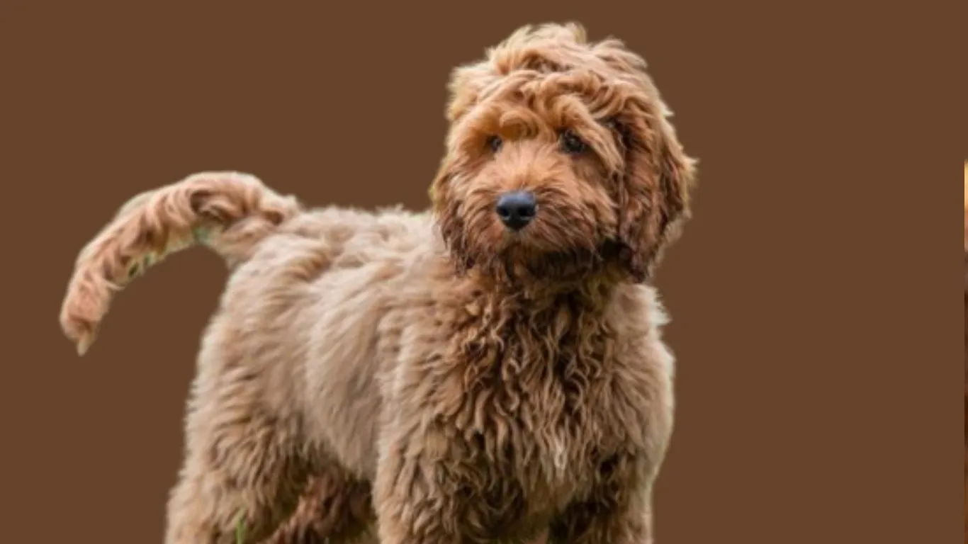 Cockapoo price in India