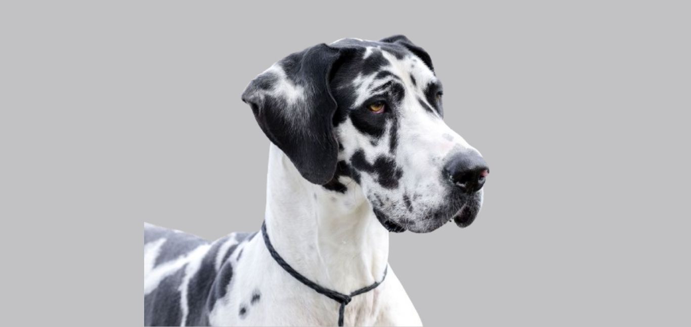 Great Dane Price in Hyderabad