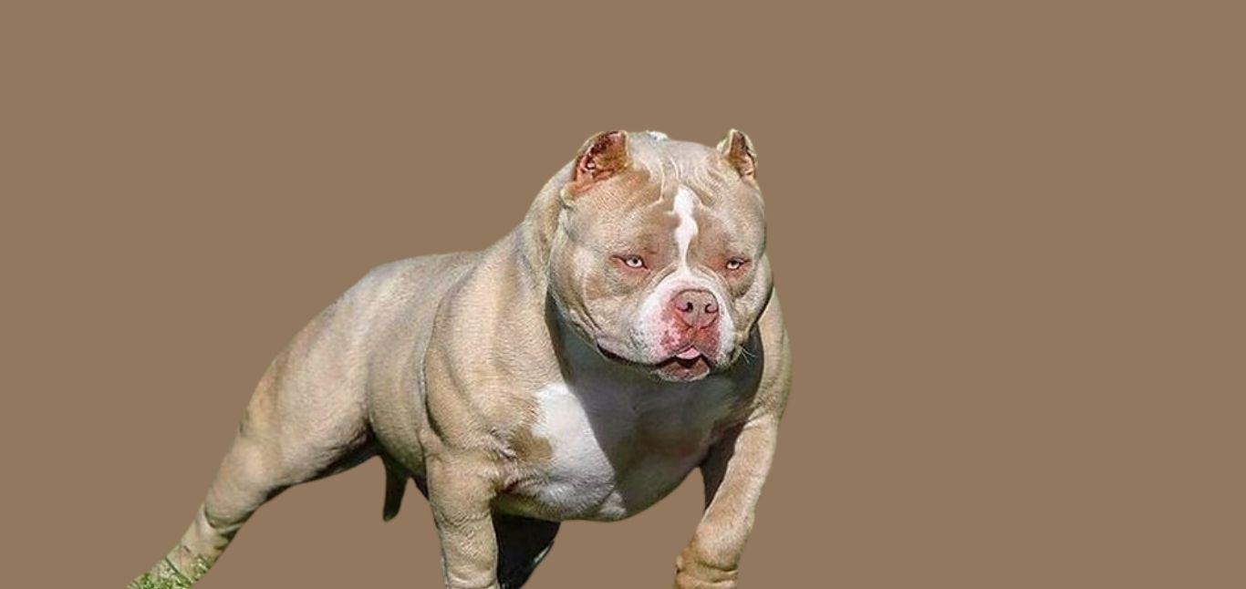 American Bully Price in Kerala