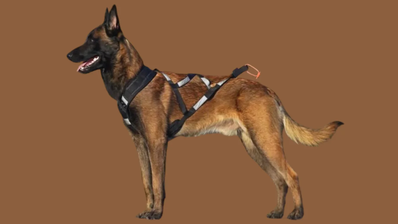 Belgian Malinois price in India