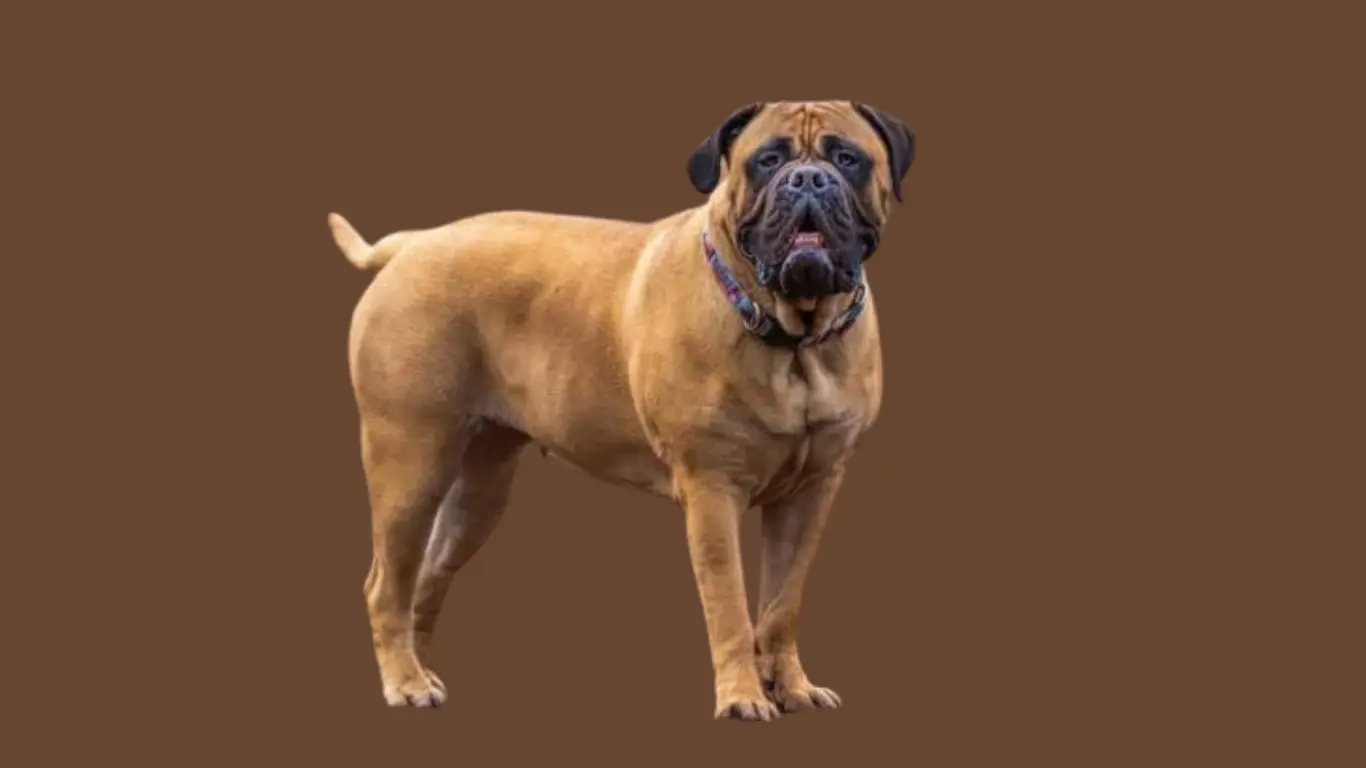 Bullmastiff price in India