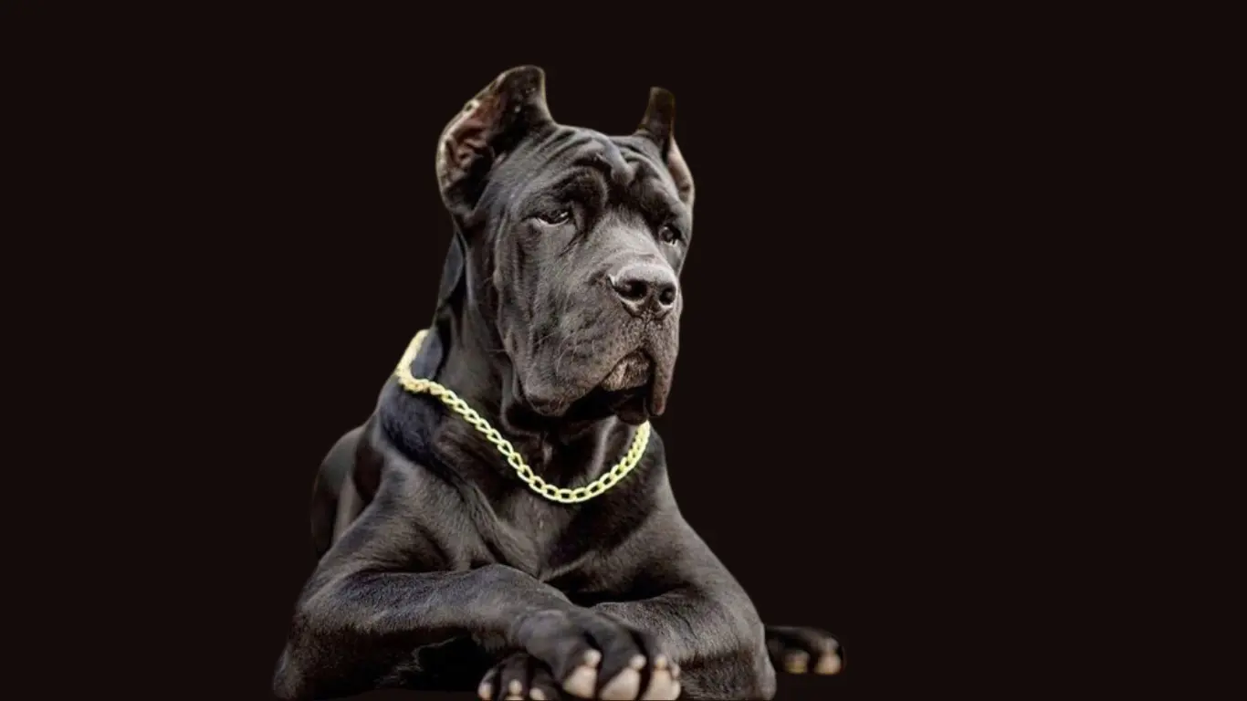 Cane Corso price in Kerala