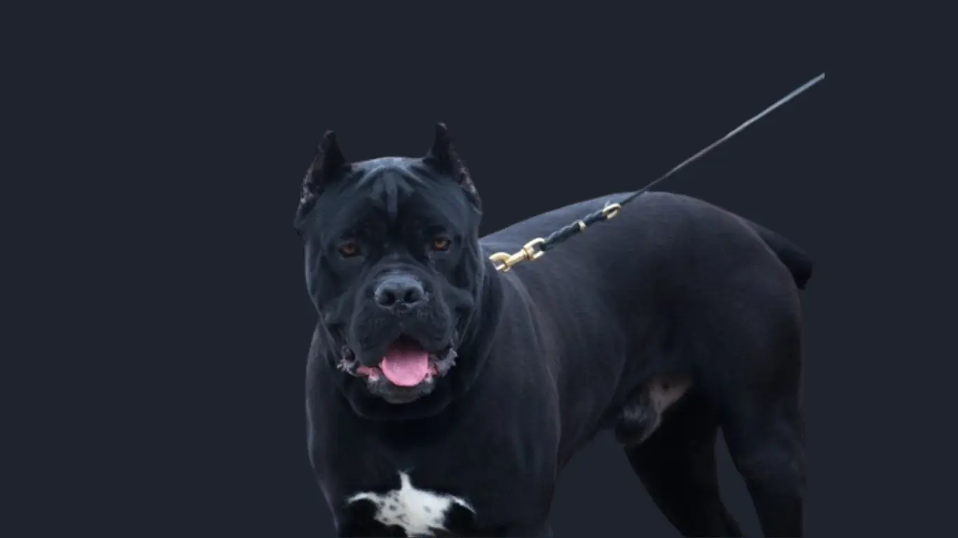 Cane Corso Price in Bangalore