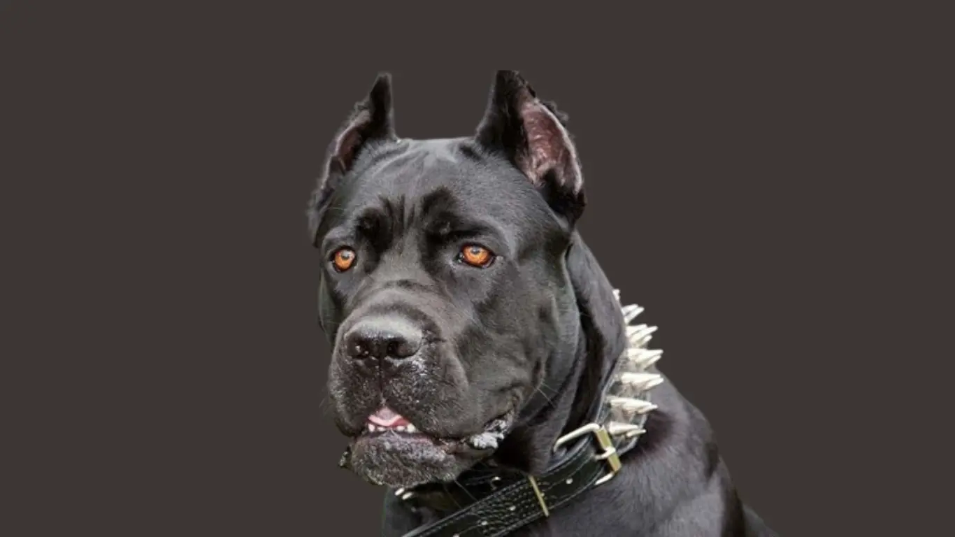 Cane Corso Price in Delhi