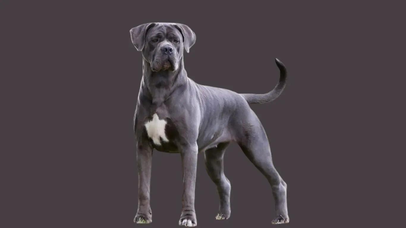 Cane Corso Price in Hyderabad