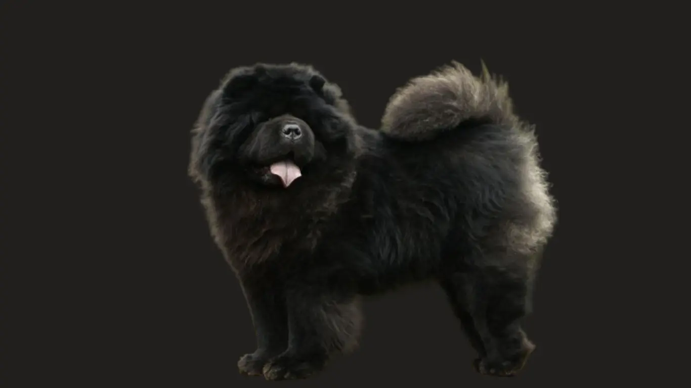 Chow Chow Price in Mumbai