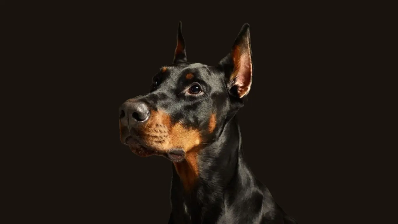 Doberman Price in Pune