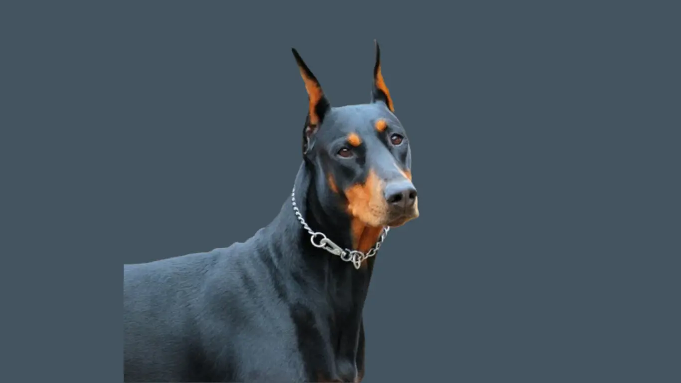 Doberman Price in Mumbai