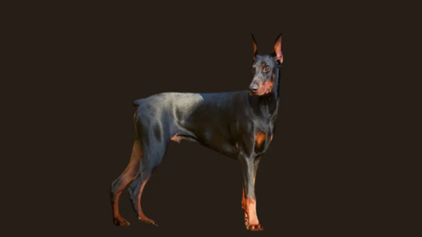 Doberman Price in Bangalore