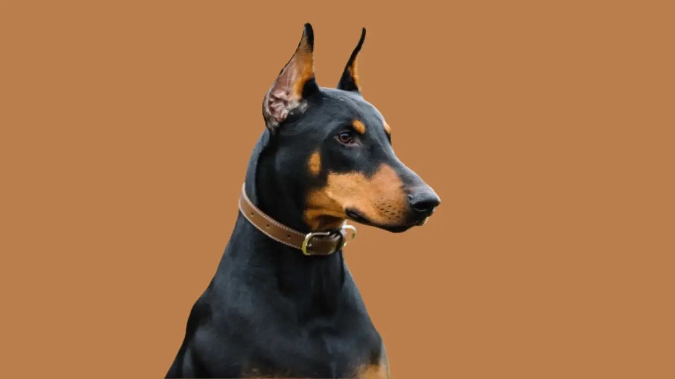 Doberman Price in Hyderabad