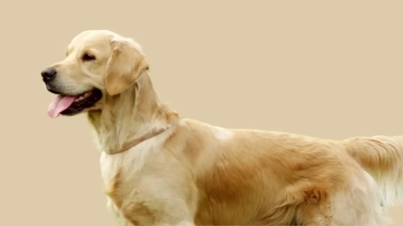 Golden Retriever Price in Kerala