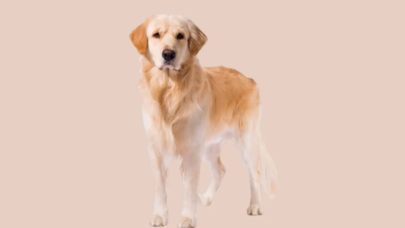 Golden Retriever Price in Bangalore