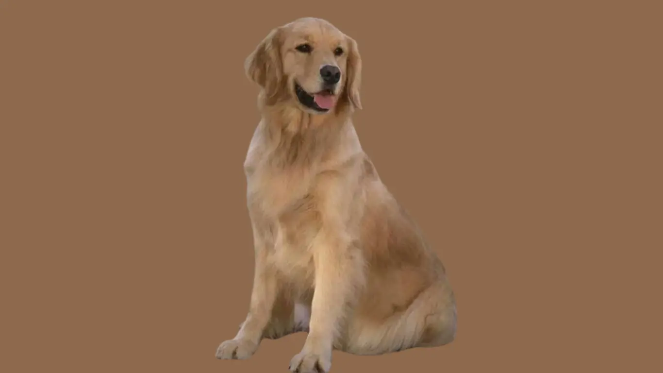 Golden Retriever Price in Nagpur