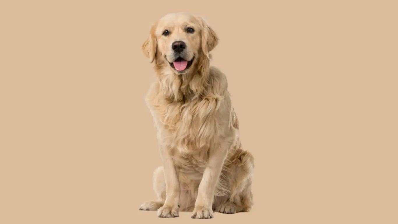 Golden Retriever Price in Jaipur