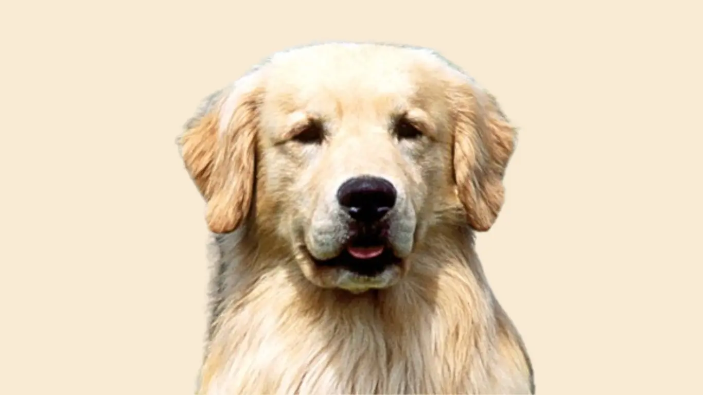 Golden Retriever Price in Punjab