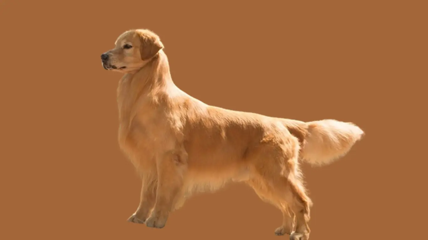 Golden Retriever Price in Ludhiana