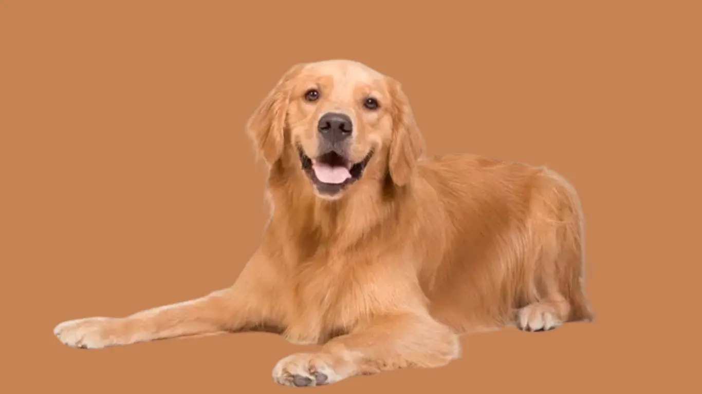 Golden Retriever Price in Chandigarh