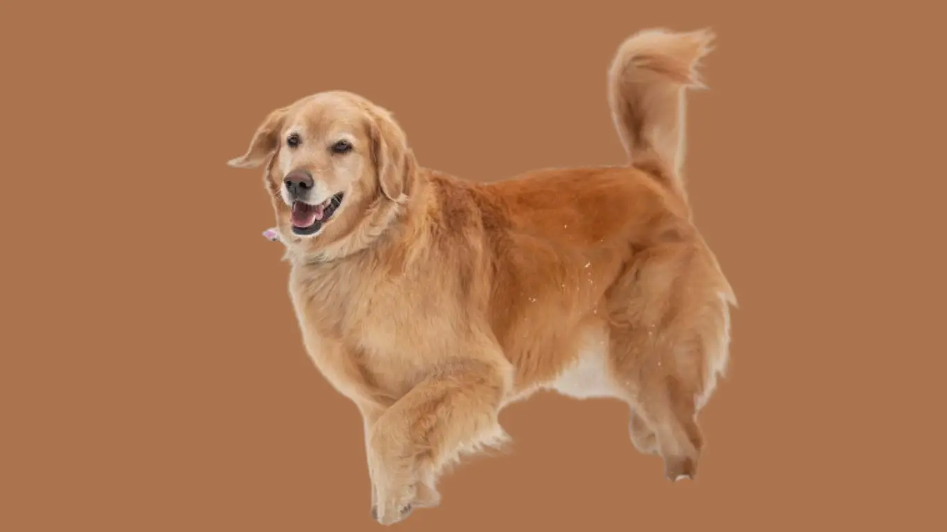 Golden Retriever Price in Ranchi