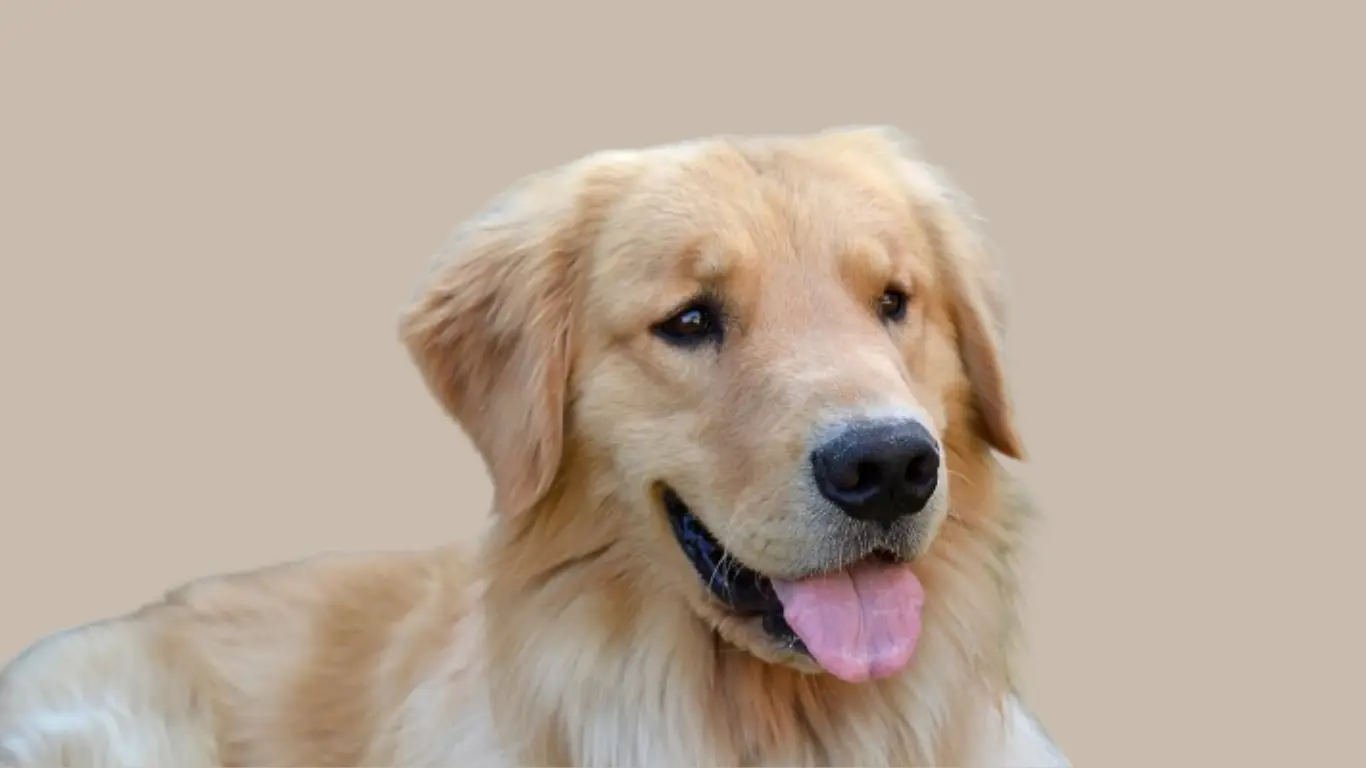 Golden Retriever Price in Gurgaon