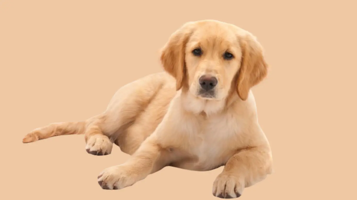 Golden Retriever Price in Indore