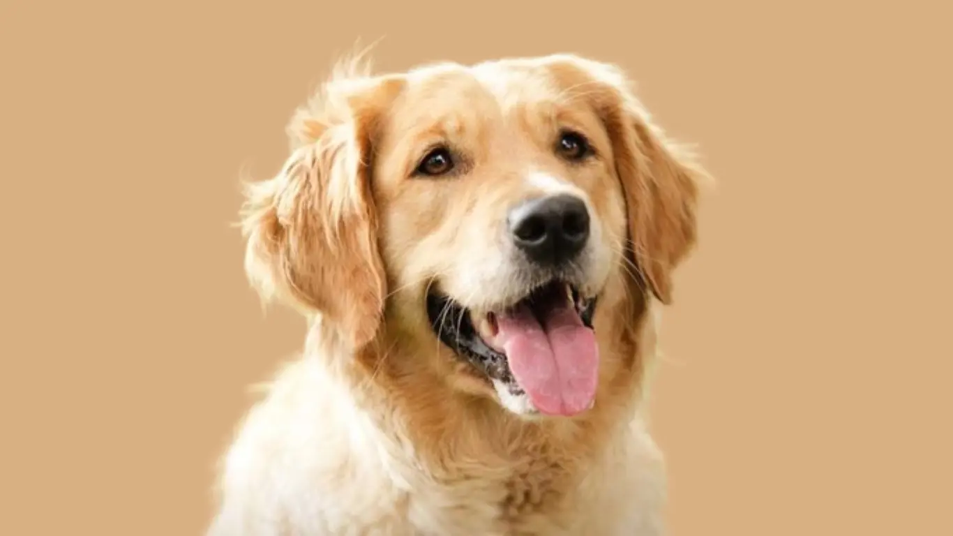 Golden Retriever price in Mumbai